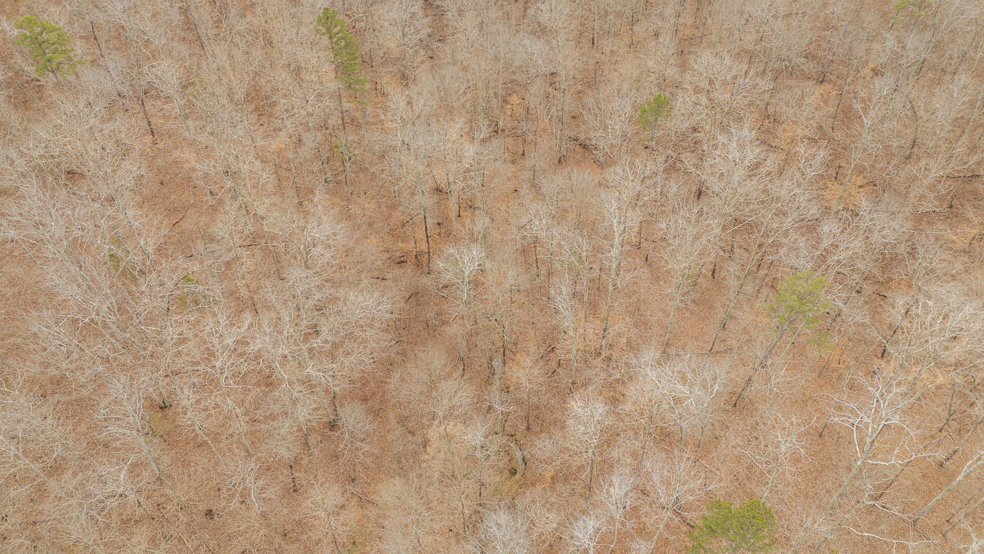 0 Walker Road Waynesboro, TN 38485 - Photo 12 of 50