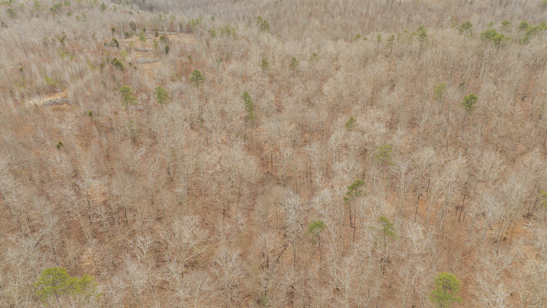 0 Walker Road Waynesboro, TN 38485 - Photo 13 of 50