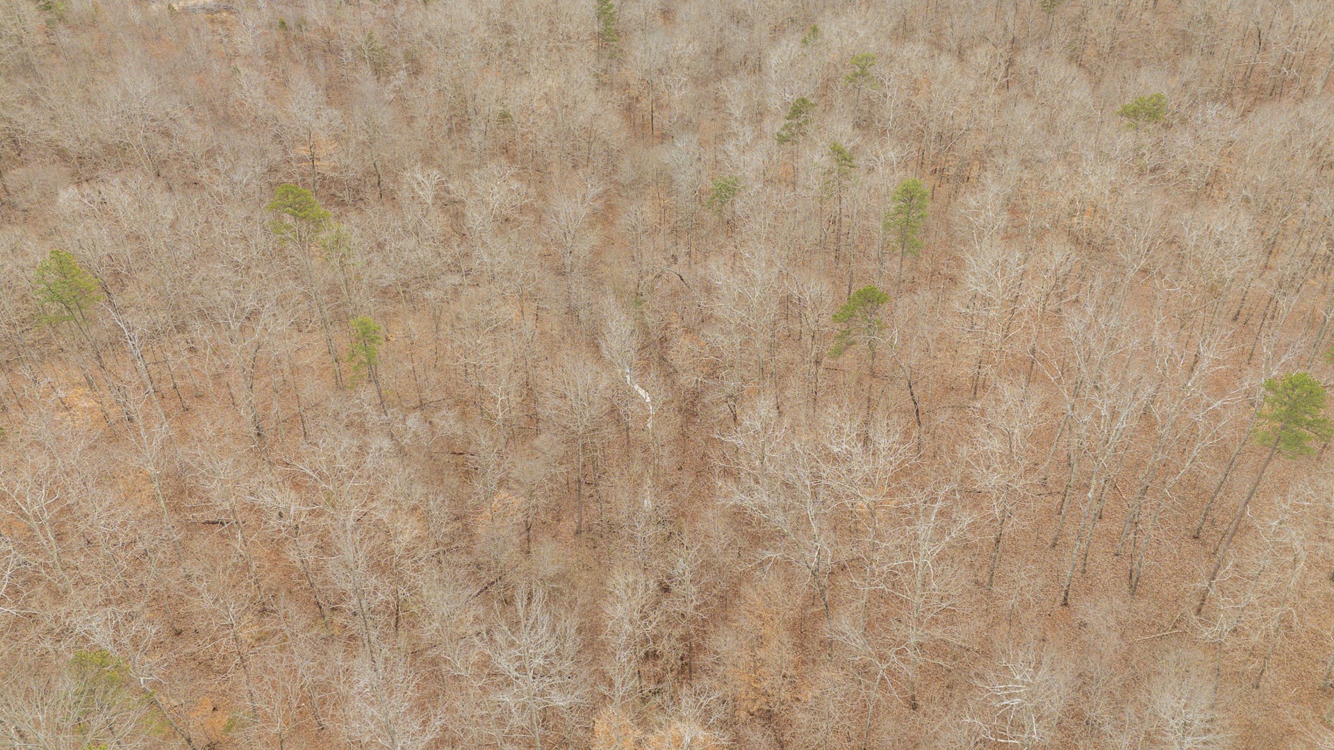 0 Walker Road Waynesboro, TN 38485 - Photo 14 of 50