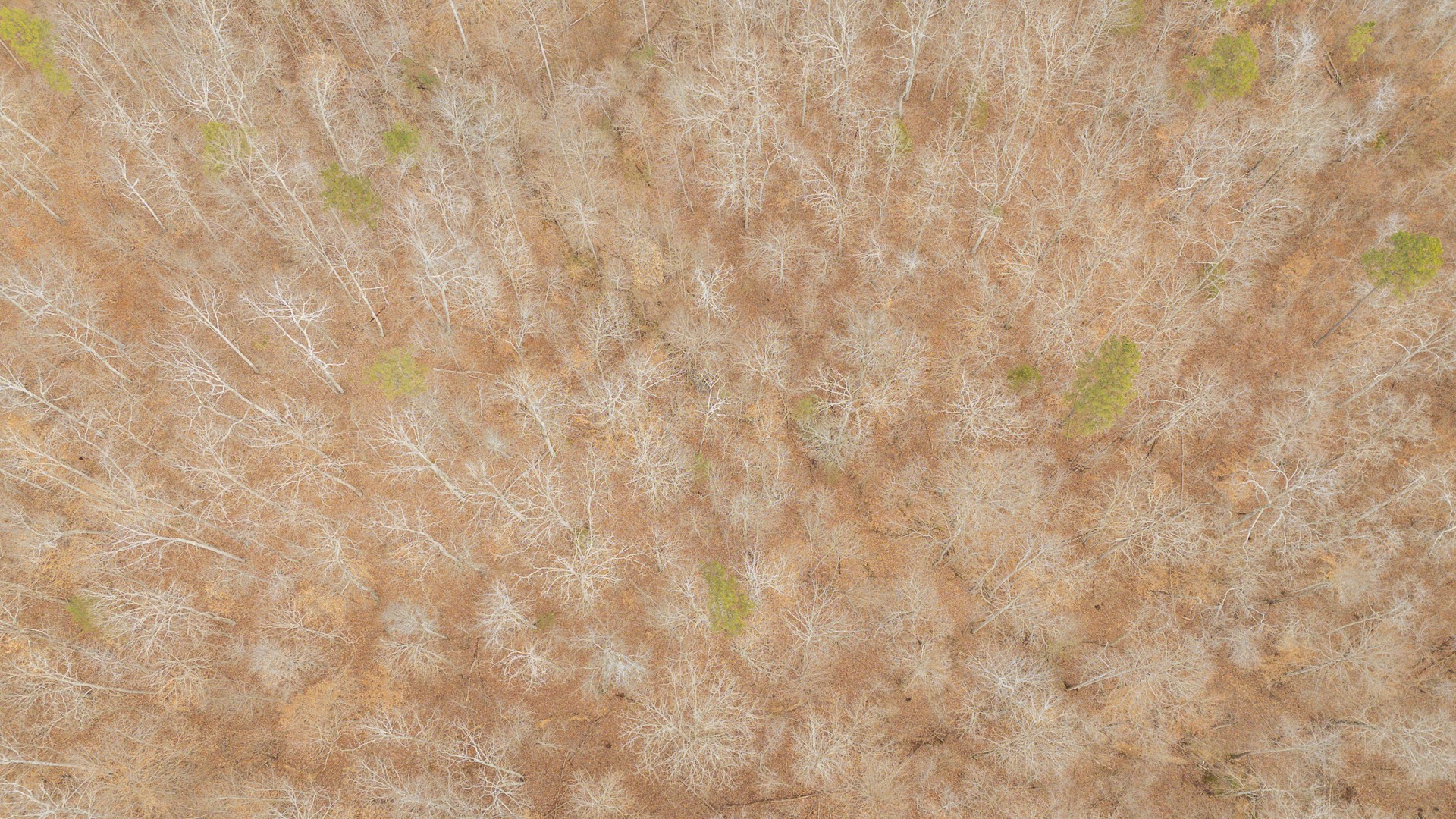 0 Walker Road Waynesboro, TN 38485 - Photo 23 of 50