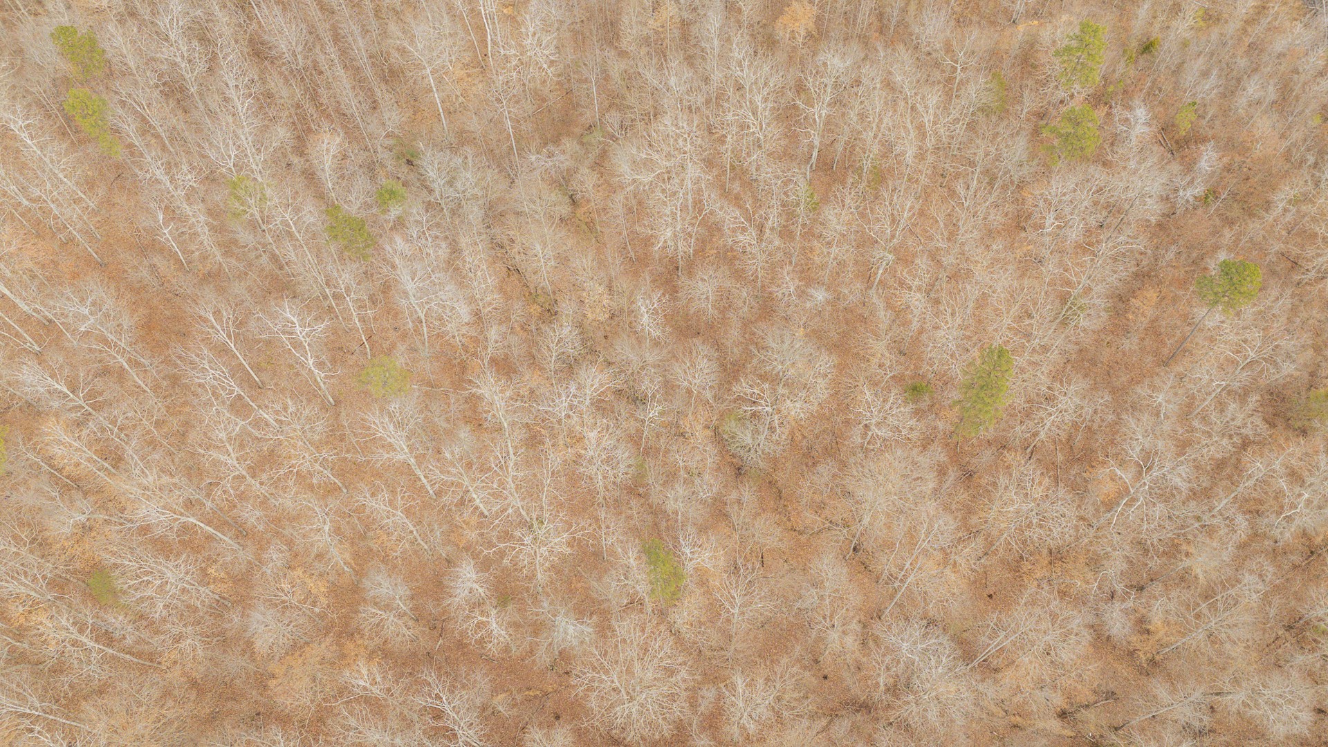 0 Walker Road Waynesboro, TN 38485 - Photo 24 of 50