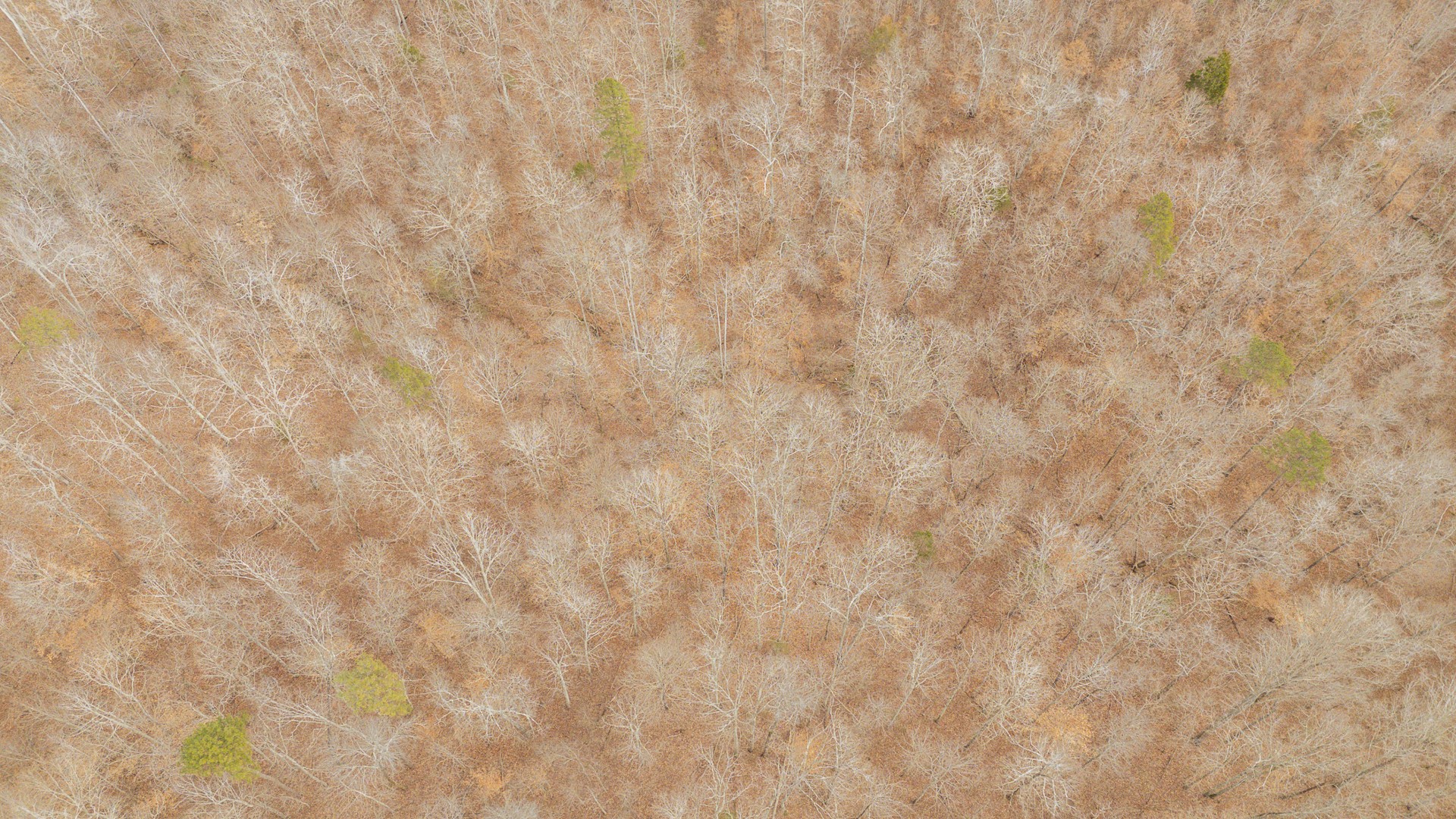 0 Walker Road Waynesboro, TN 38485 - Photo 25 of 50