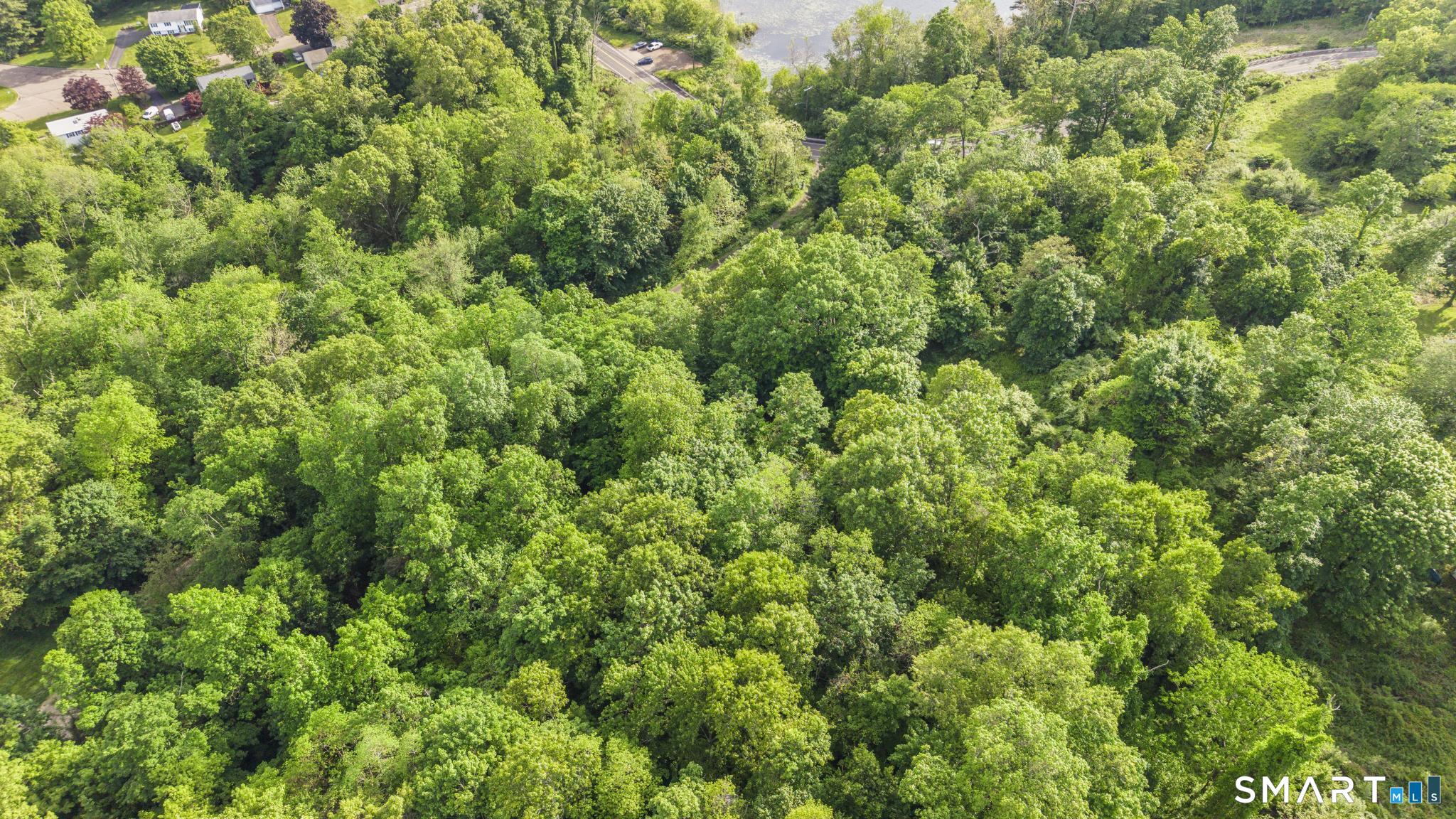 379 Brushy Plain Road Branford, CT 06405 - Photo 18 of 23 a view of a lush green forest