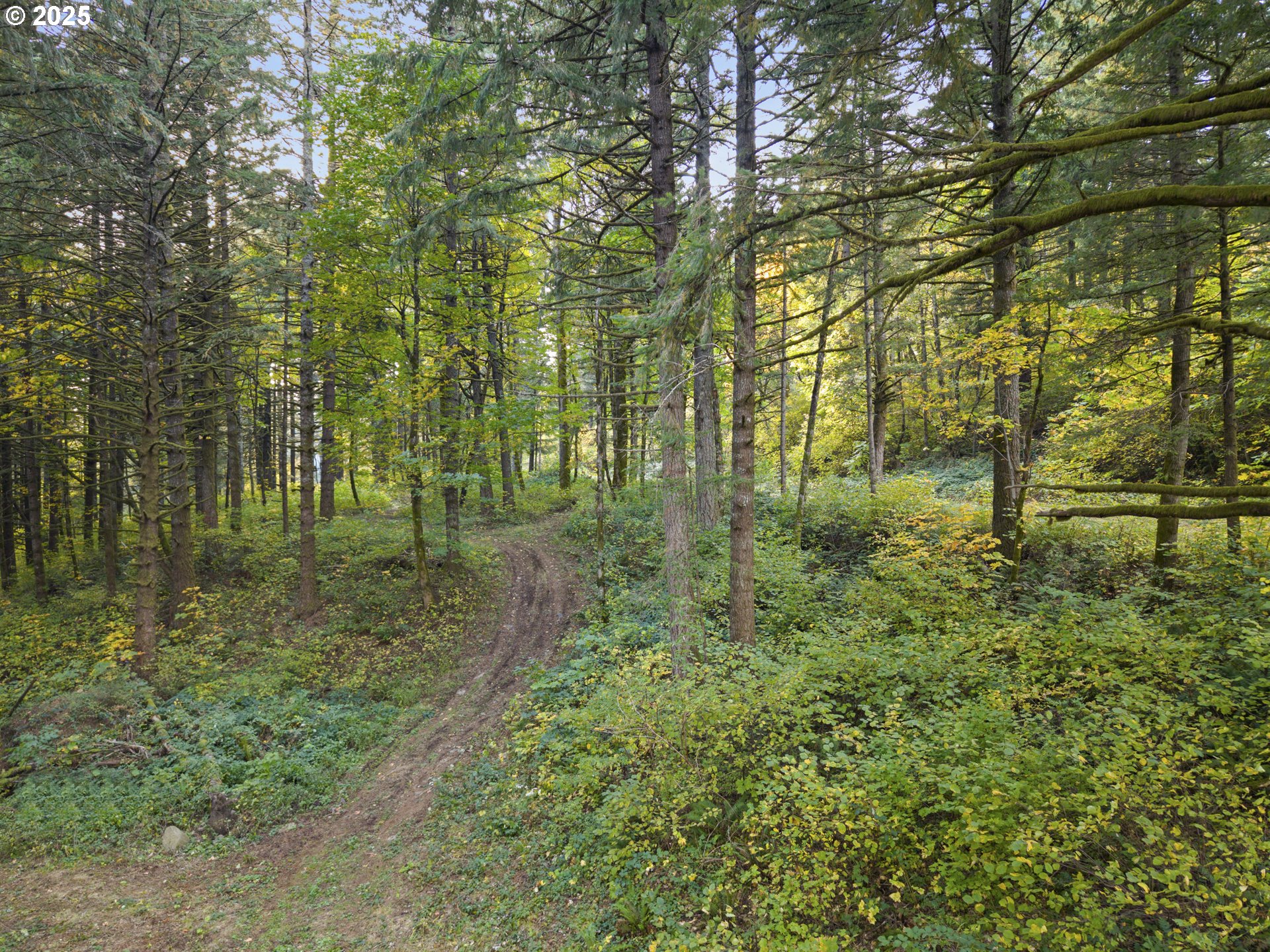 Warren Road, Unit 3 North Bonneville, WA 98639 - Photo 13 of 19 a lush green forest with lots of trees