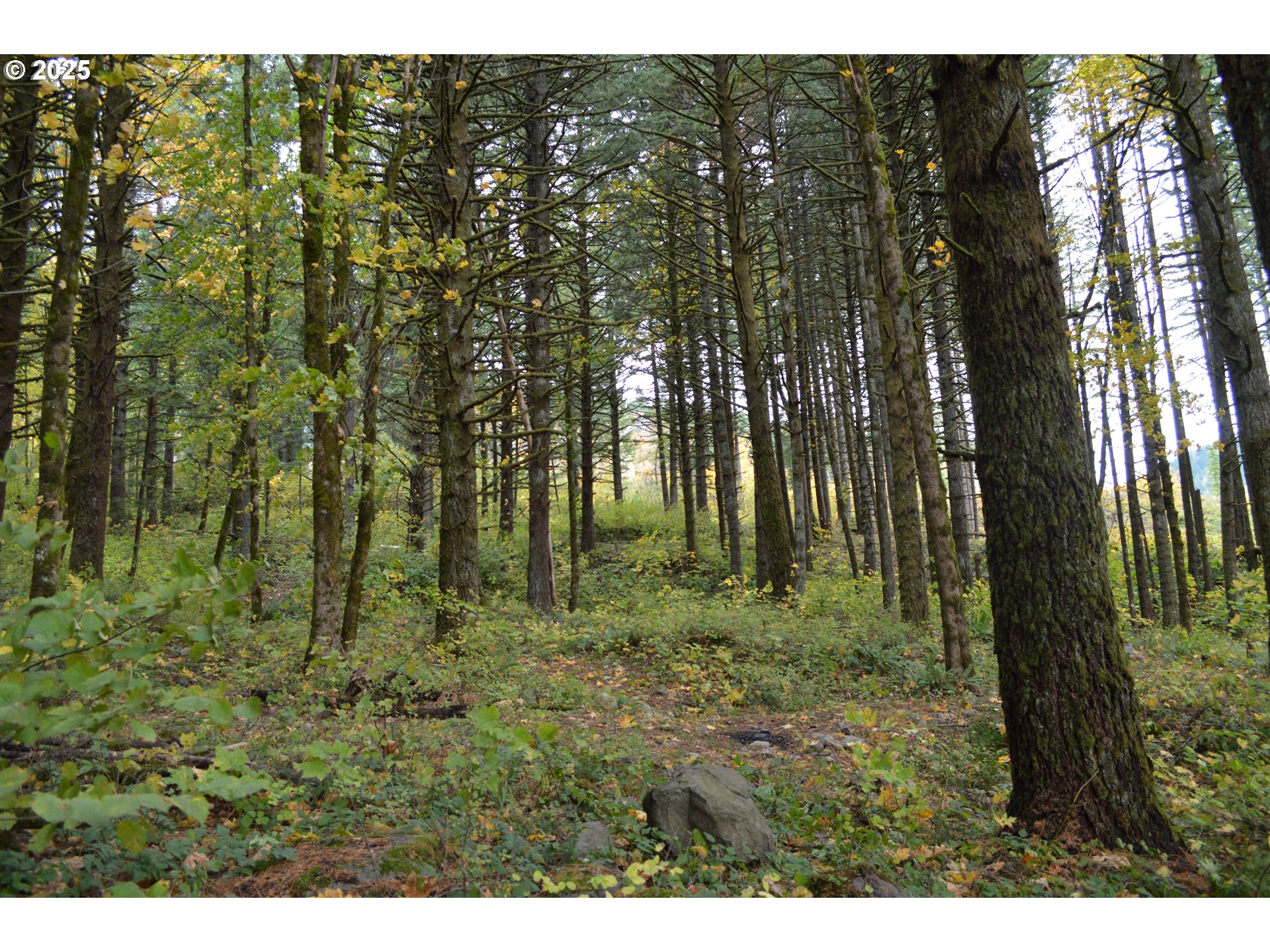 Warren Road, Unit 3 North Bonneville, WA 98639 - Photo 4 of 19 a view of outdoor space and green space