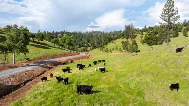 a view of a yard with an trees