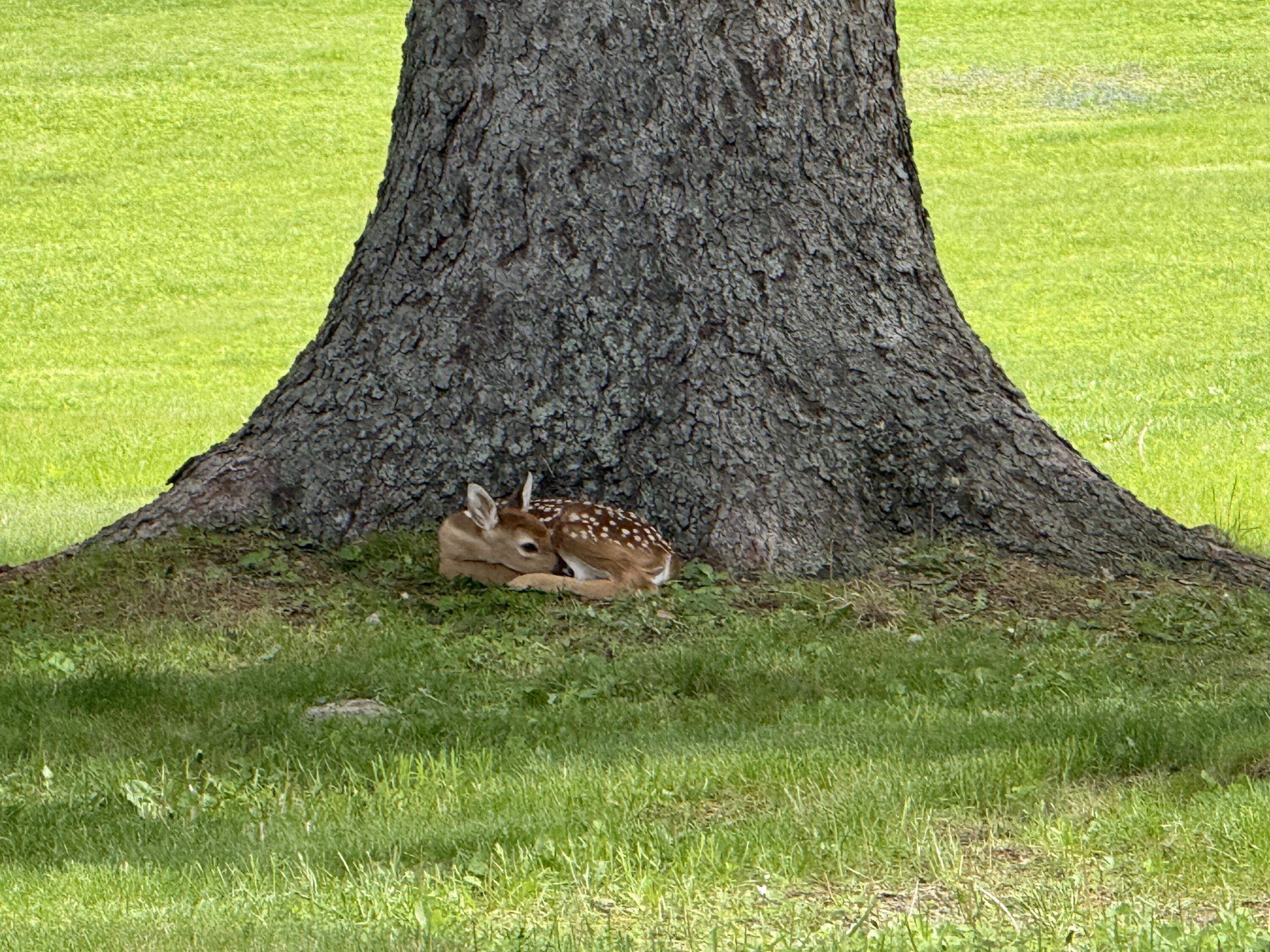 6150 Willow Road West Bloomfield, MI 48324 - Photo 45 of 52 Deer1