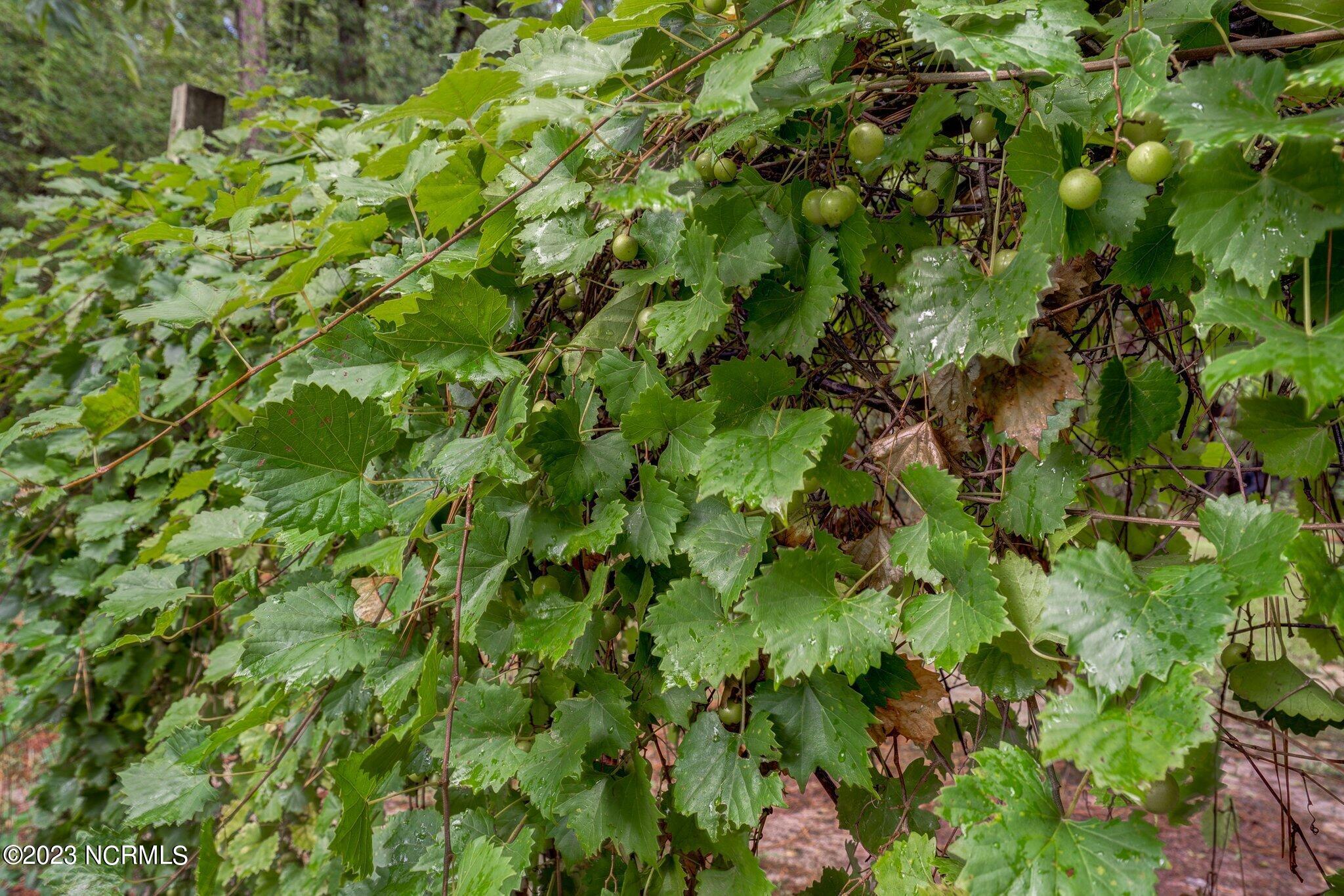 1036 Gay Road Rocky Mount, NC 27801 - Photo 28 of 31 Scuppernong trellis in bloom!