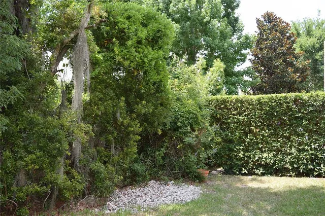 a view of a forest with a tree