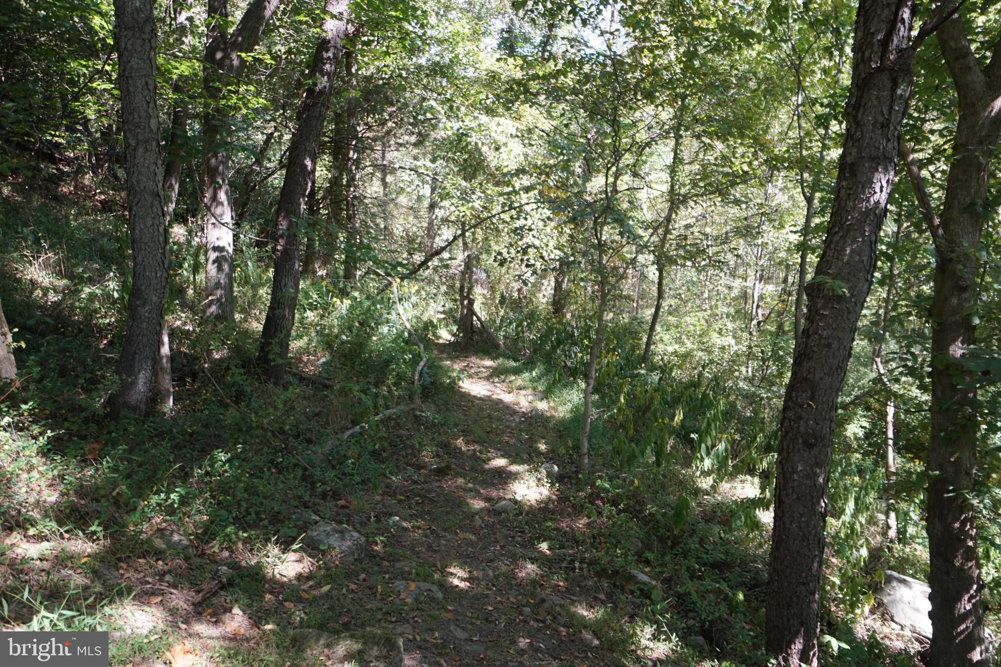 789 Upper South Branch Road Franklin, WV 26807 - Photo 43 of 50 a view of forest