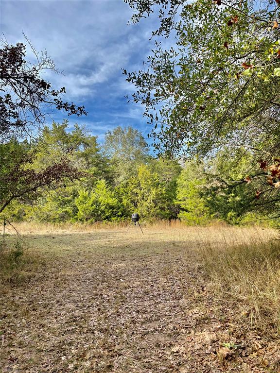 184 Fcr 941 Teague, TX 75860 - Photo 13 of 26 a view of a yard with a tree