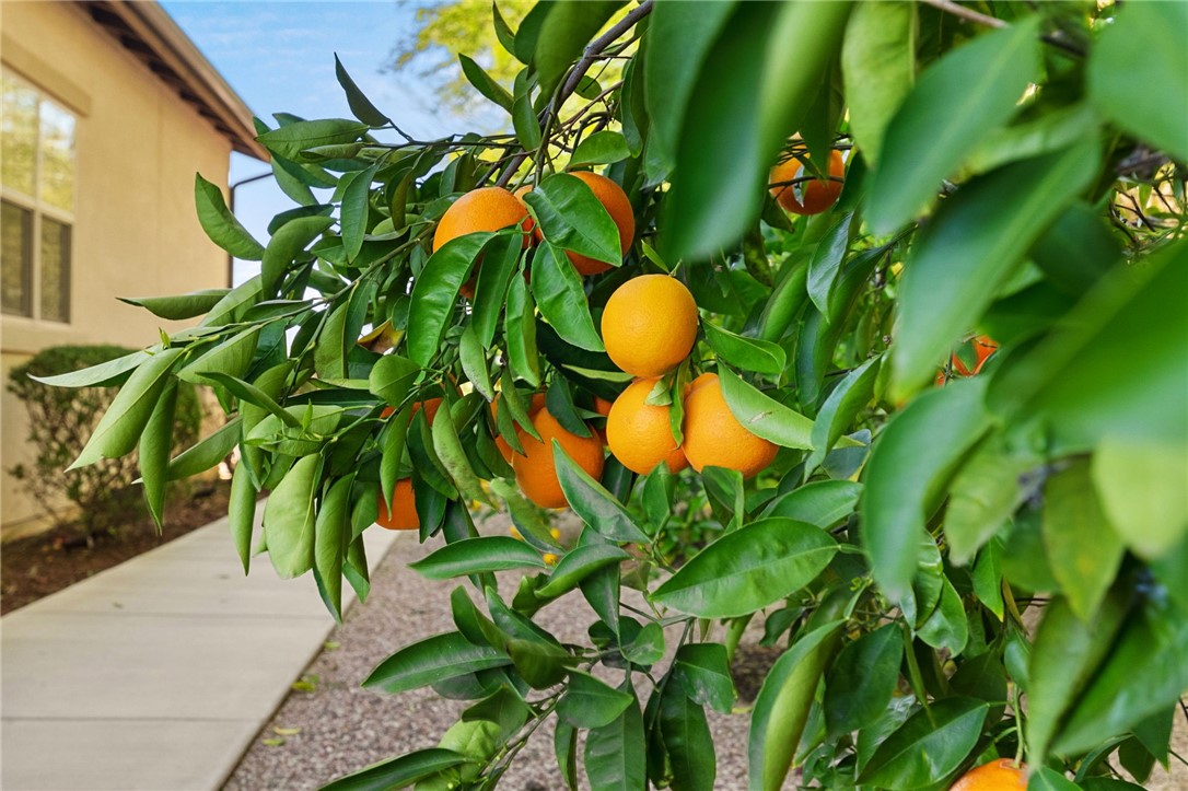 7774 Kingdom Drive Riverside, CA 92506 - Photo 52 of 66 a view of a plant in a garden