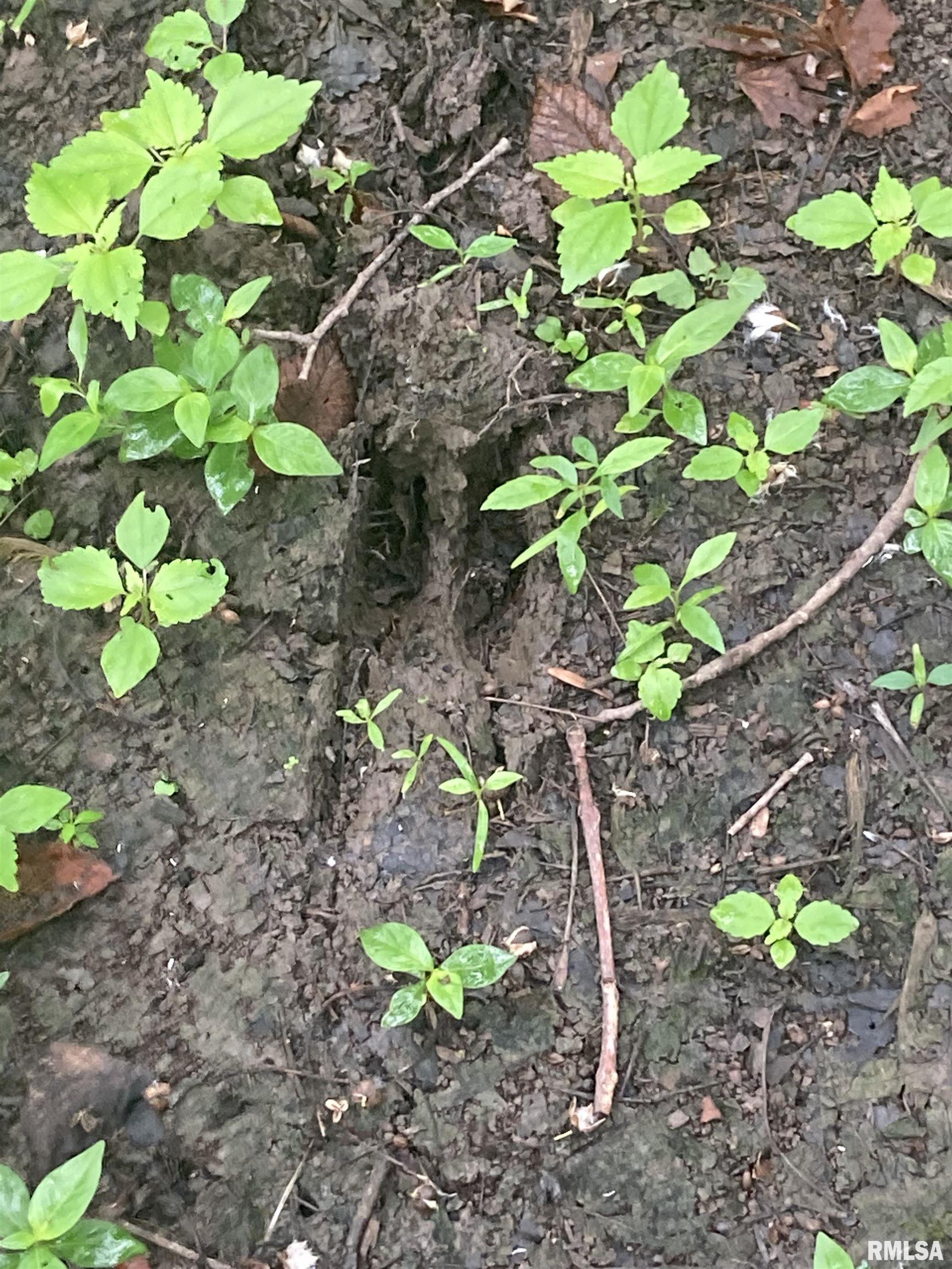 0 Hermes Road Germantown, IL 62245 - Photo 4 of 11