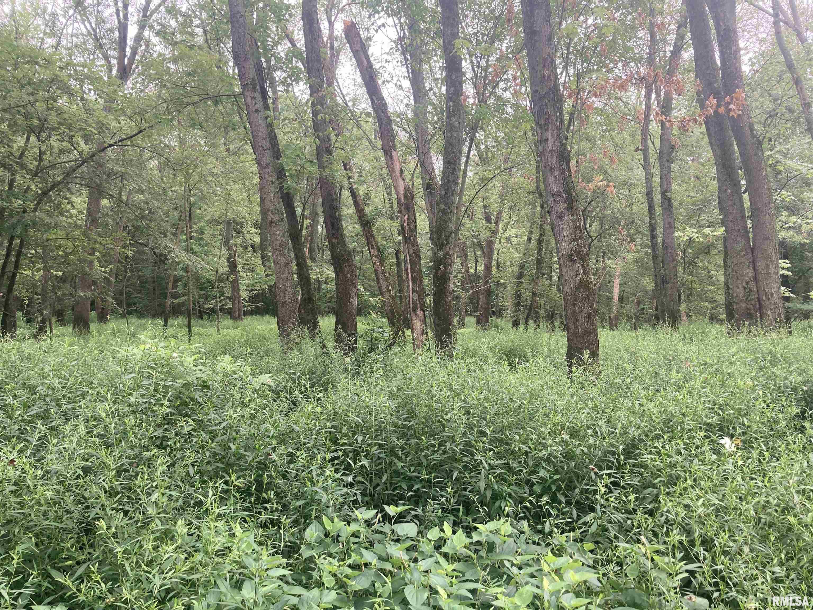 0 Hermes Road Germantown, IL 62245 - Photo 8 of 11