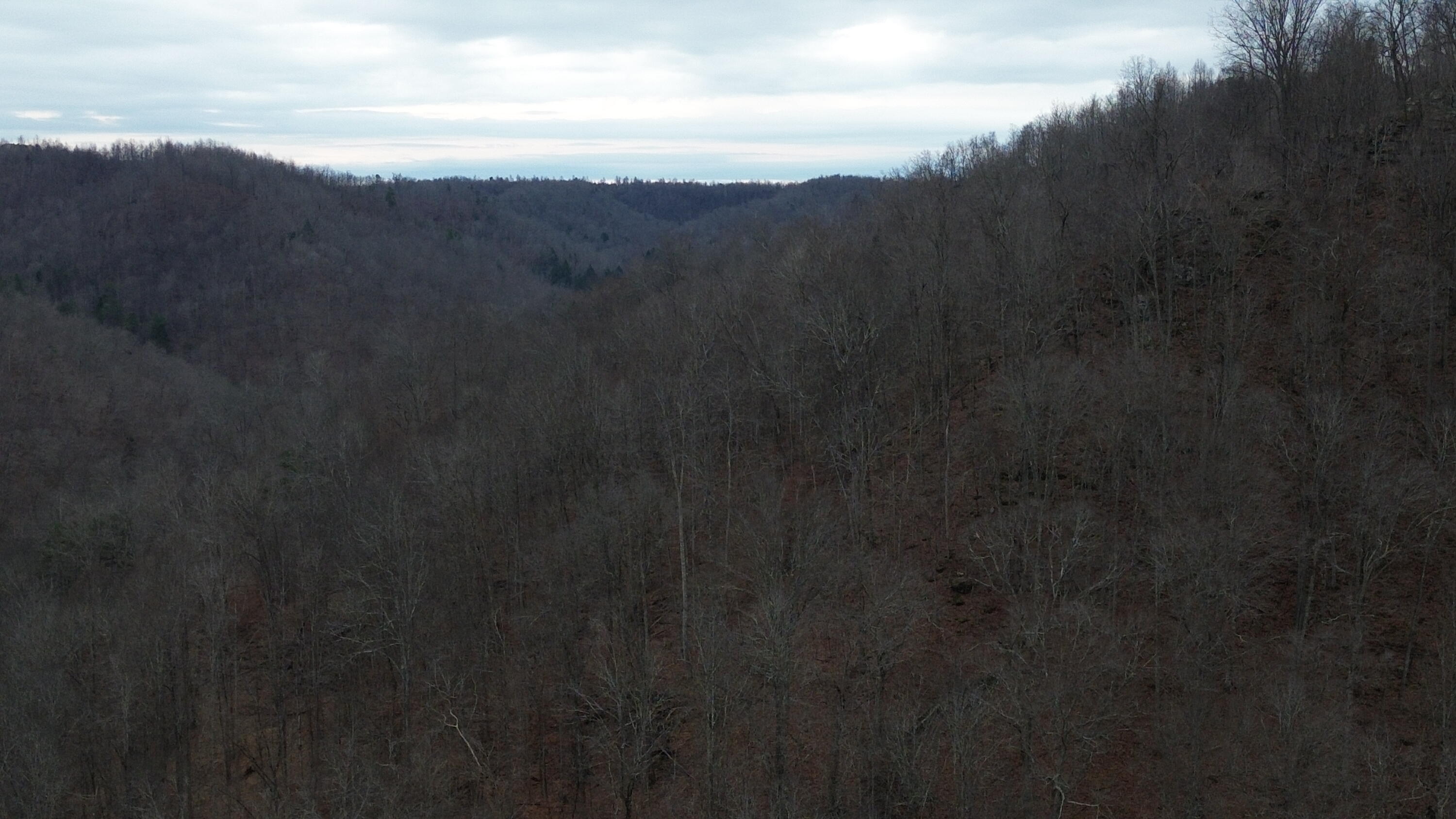 237 A Meat Scaffold Road Jackson, KY 41339 - Photo 39 of 44 Trees