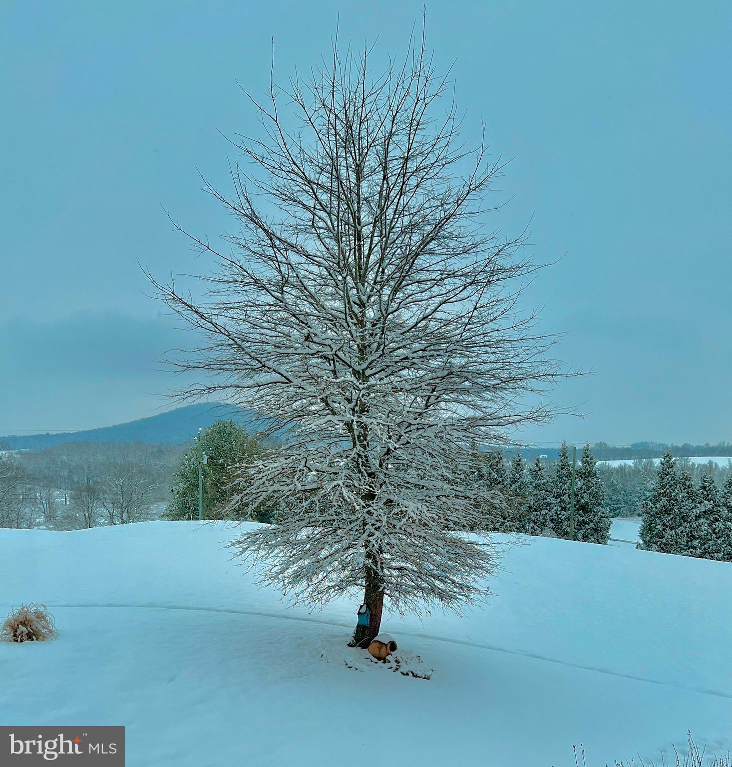 1934 Quicksburg Road Quicksburg, VA 22847 - Photo 102 of 103 a view of a forest with a tree