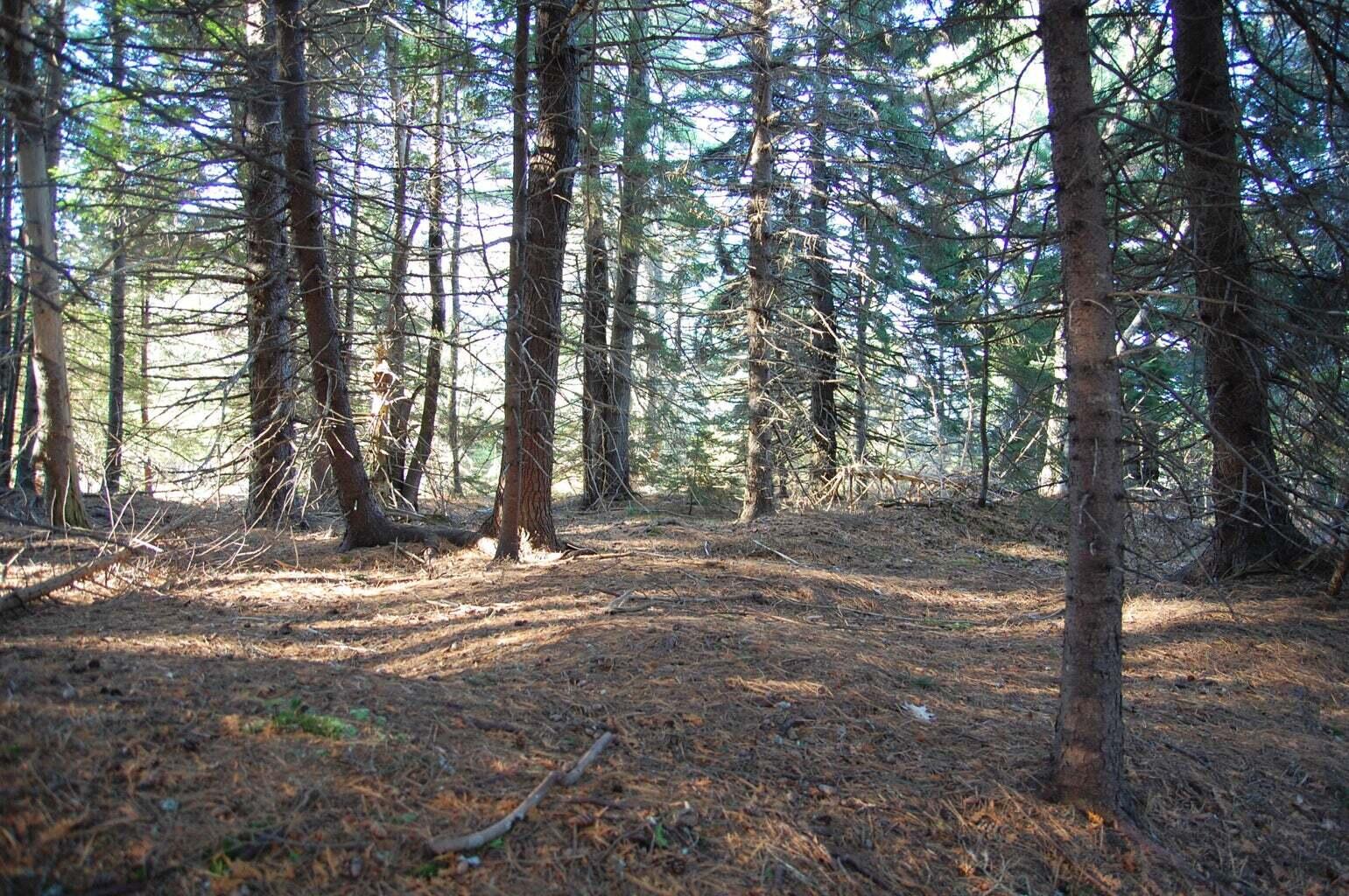 1-2 Bayview Road Orrs Island, ME 04066 - Photo 21 of 35 pristine forest