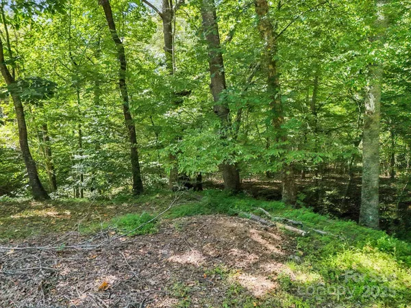 a view of a forest