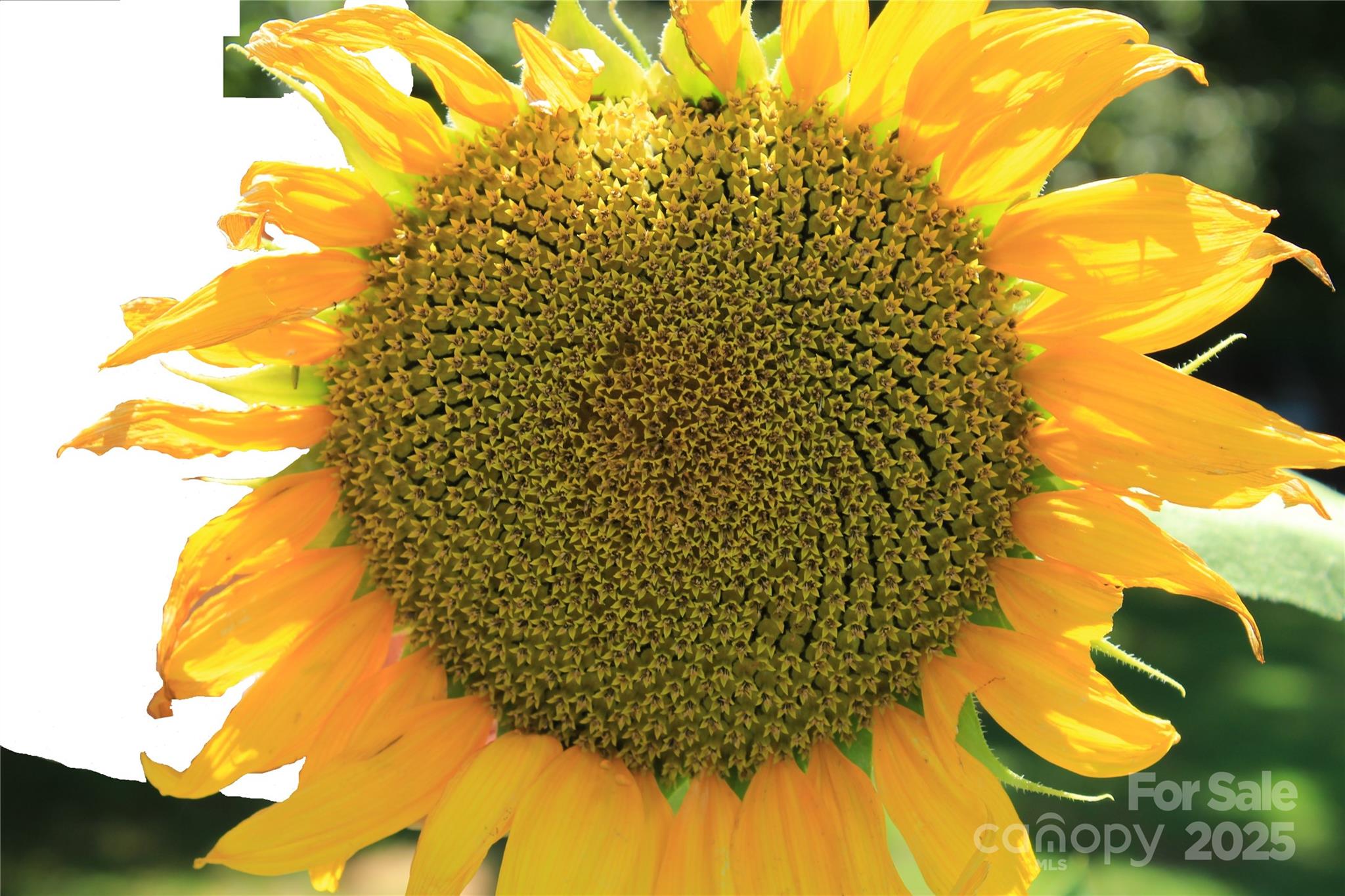 282 Reagan Lane Bostic, NC 28018 - Photo 34 of 34 a view of a yard with swimming pool
