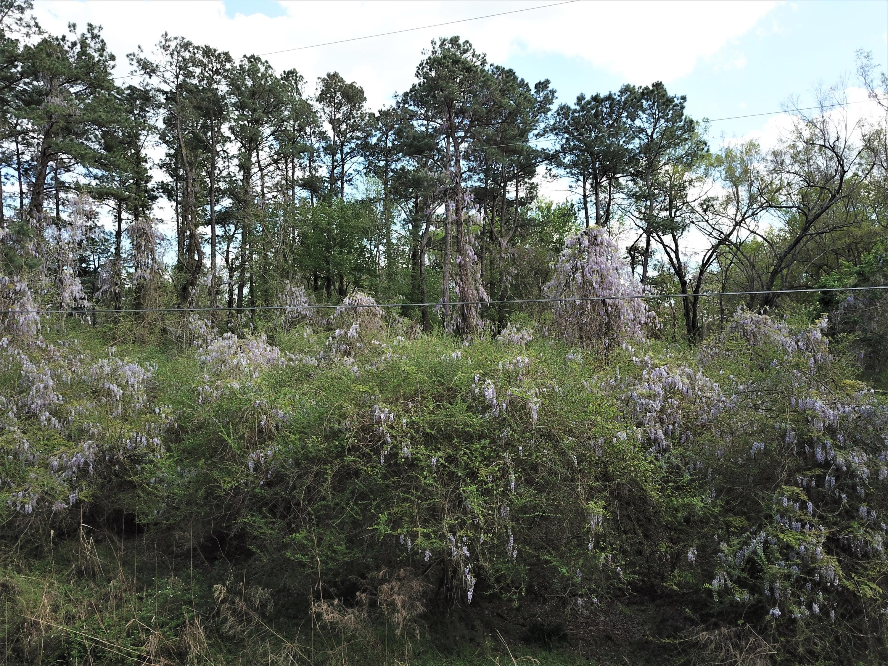 0 South Railroad Avenue Ridgeville, SC 29472 - Photo 4 of 4 Wooded