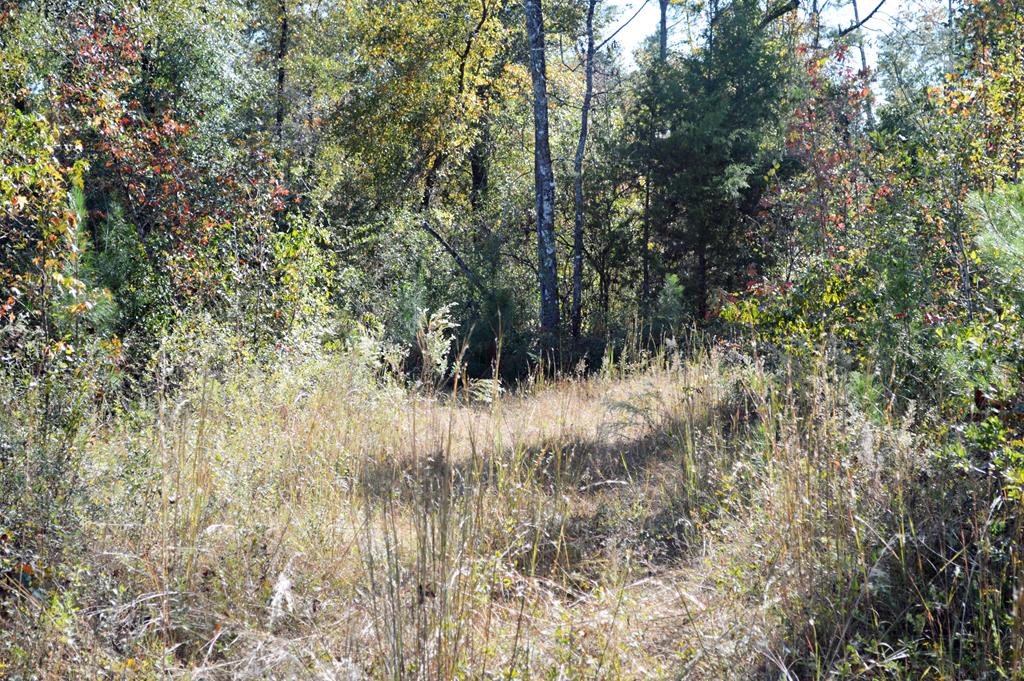 0 Greenhouse Road Gordon, AL 36343 - Photo 24 of 38