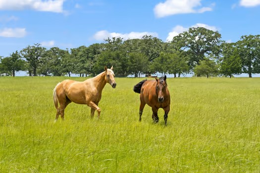 705 Antioch Road Paige, TX 78659 - Photo 5 of 40 a view of swimming pool and outdoor seating