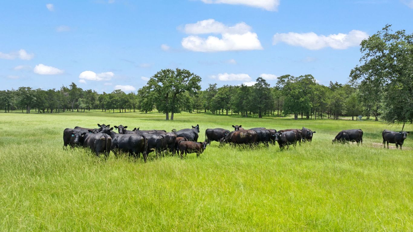 705 Antioch Road Paige, TX 78659 - Photo 6 of 40 a view of a lake with a yard and green space