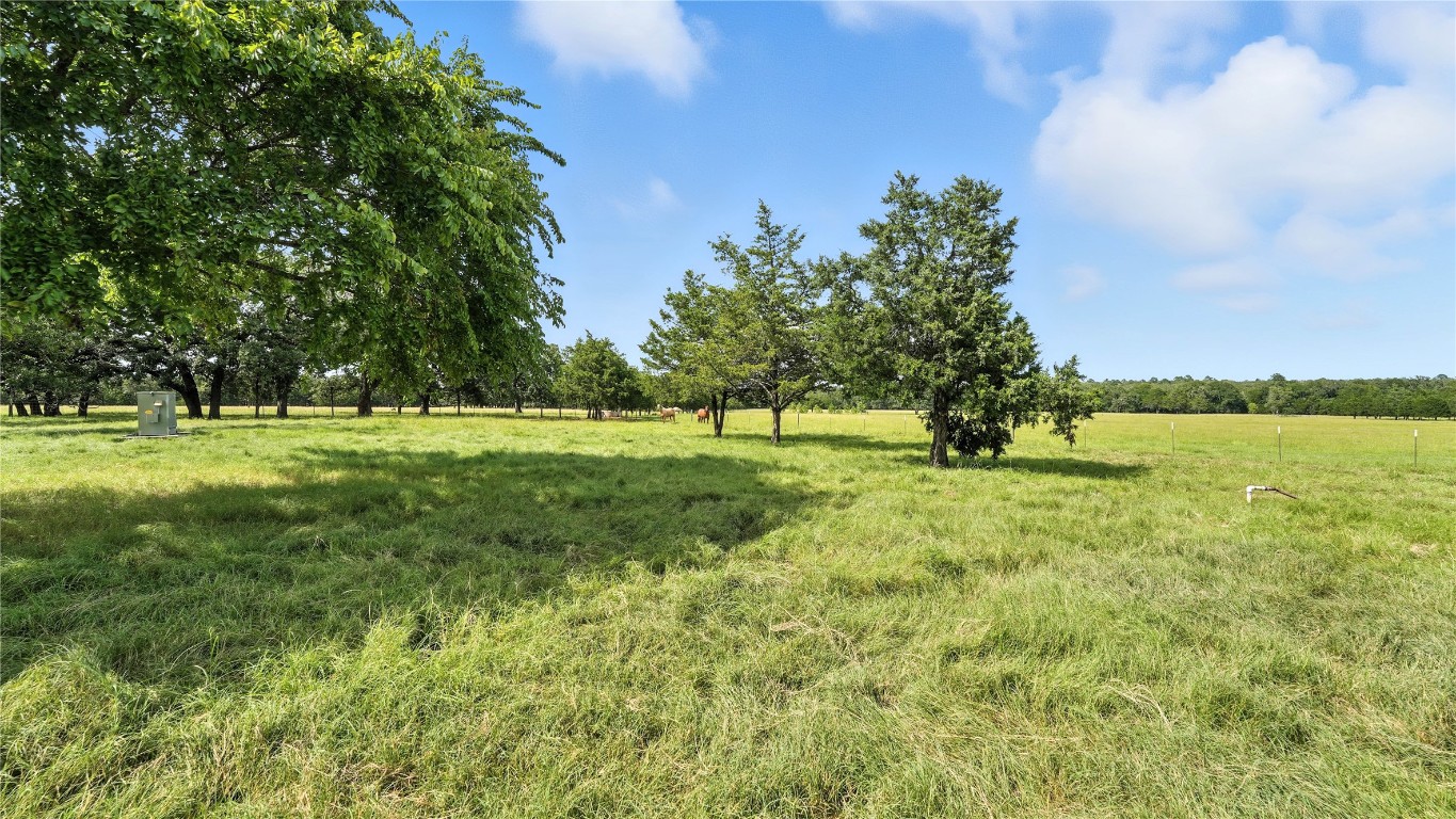 705 Antioch Road Paige, TX 78659 - Photo 8 of 40 a view of a grassy field with trees