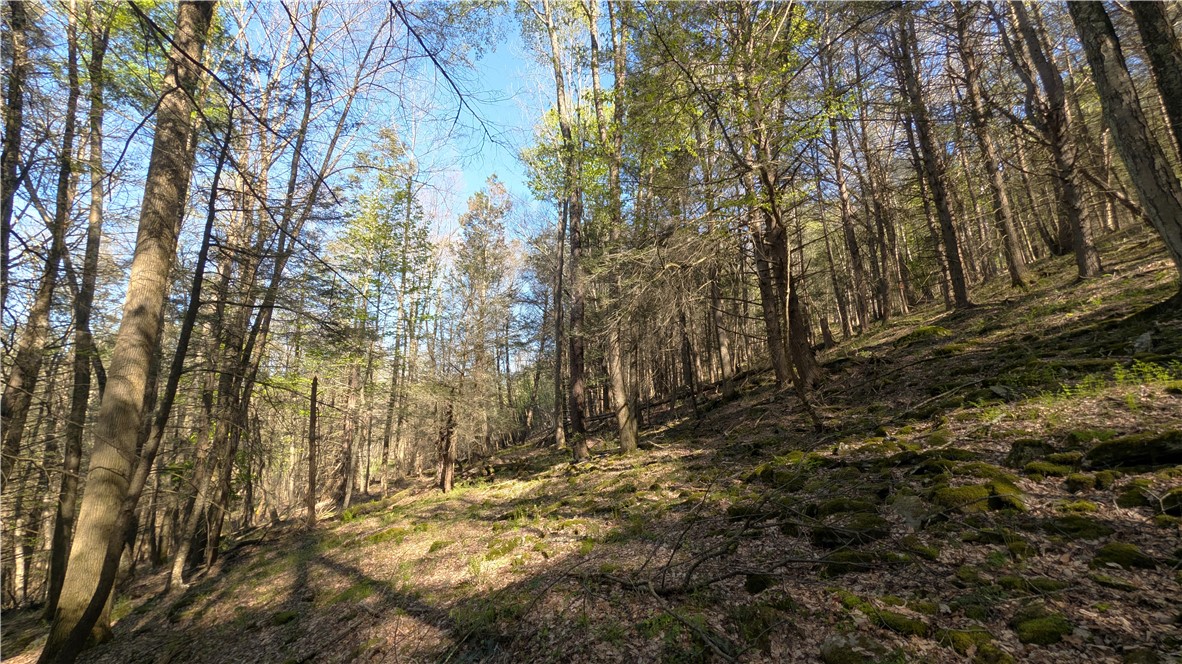 Lot 5 East River Road Andes, NY 13731 - Photo 28 of 39