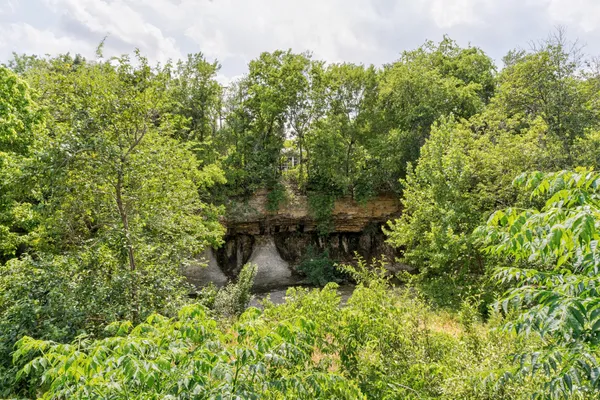 a view of a garden with plants