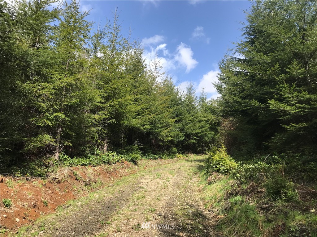 0 Newman Creek Road Elma, WA 98541 - Photo 1 of 5 Gallery Image 1