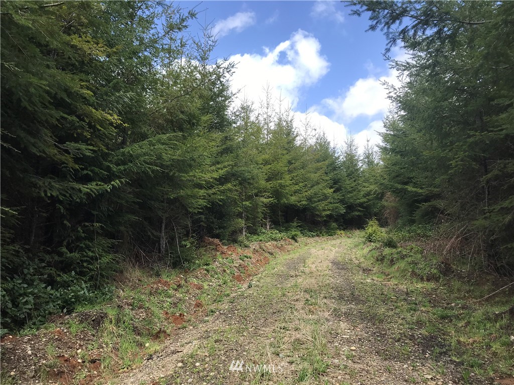 0 Newman Creek Road Elma, WA 98541 - Photo 2 of 5 Gallery Image 2