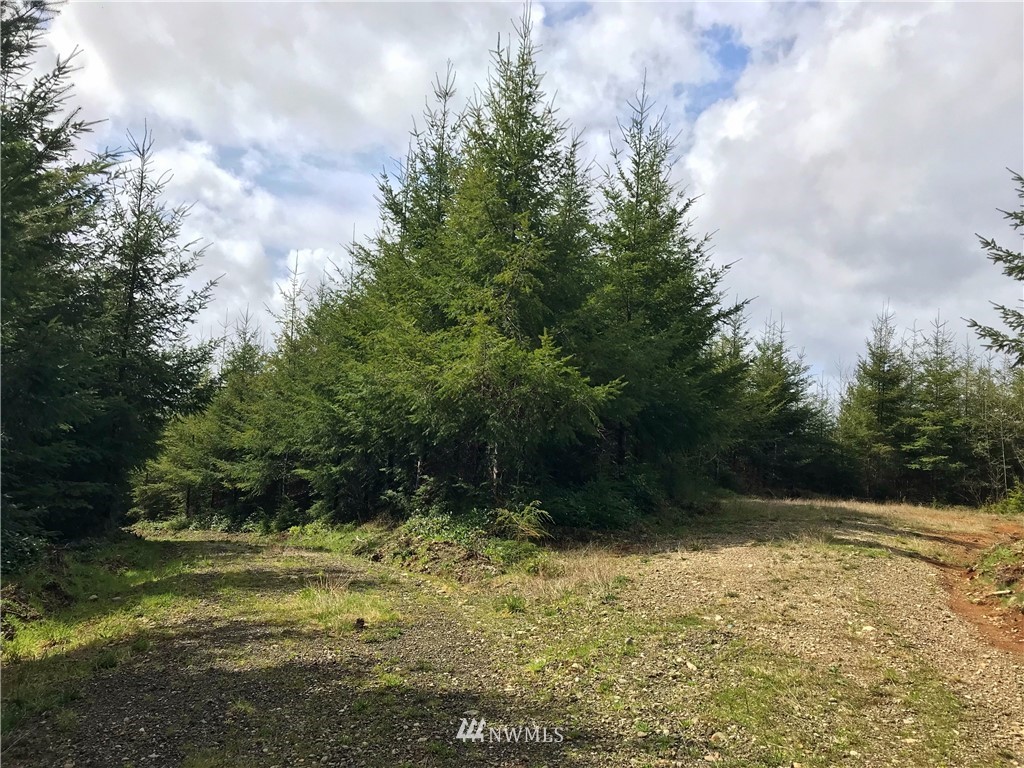 0 Newman Creek Road Elma, WA 98541 - Photo 3 of 5 Gallery Image 3