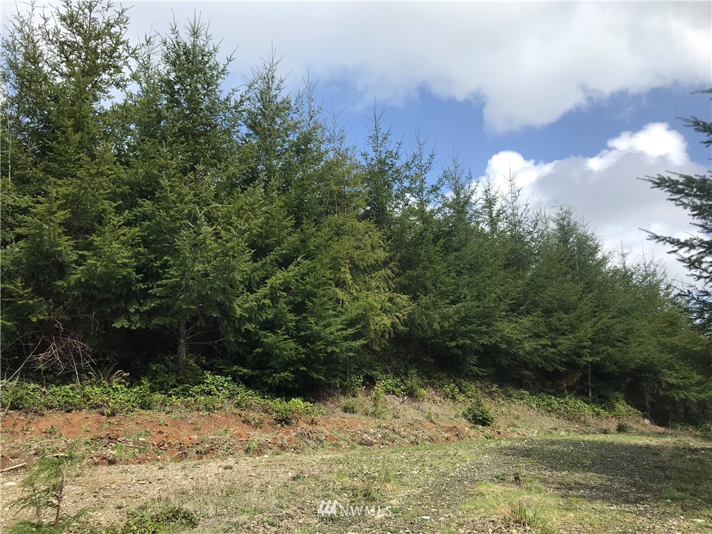 0 Newman Creek Road Elma, WA 98541 - Photo 4 of 5 Gallery Image 4