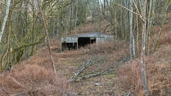 a view of backyard with large trees and wooden fence