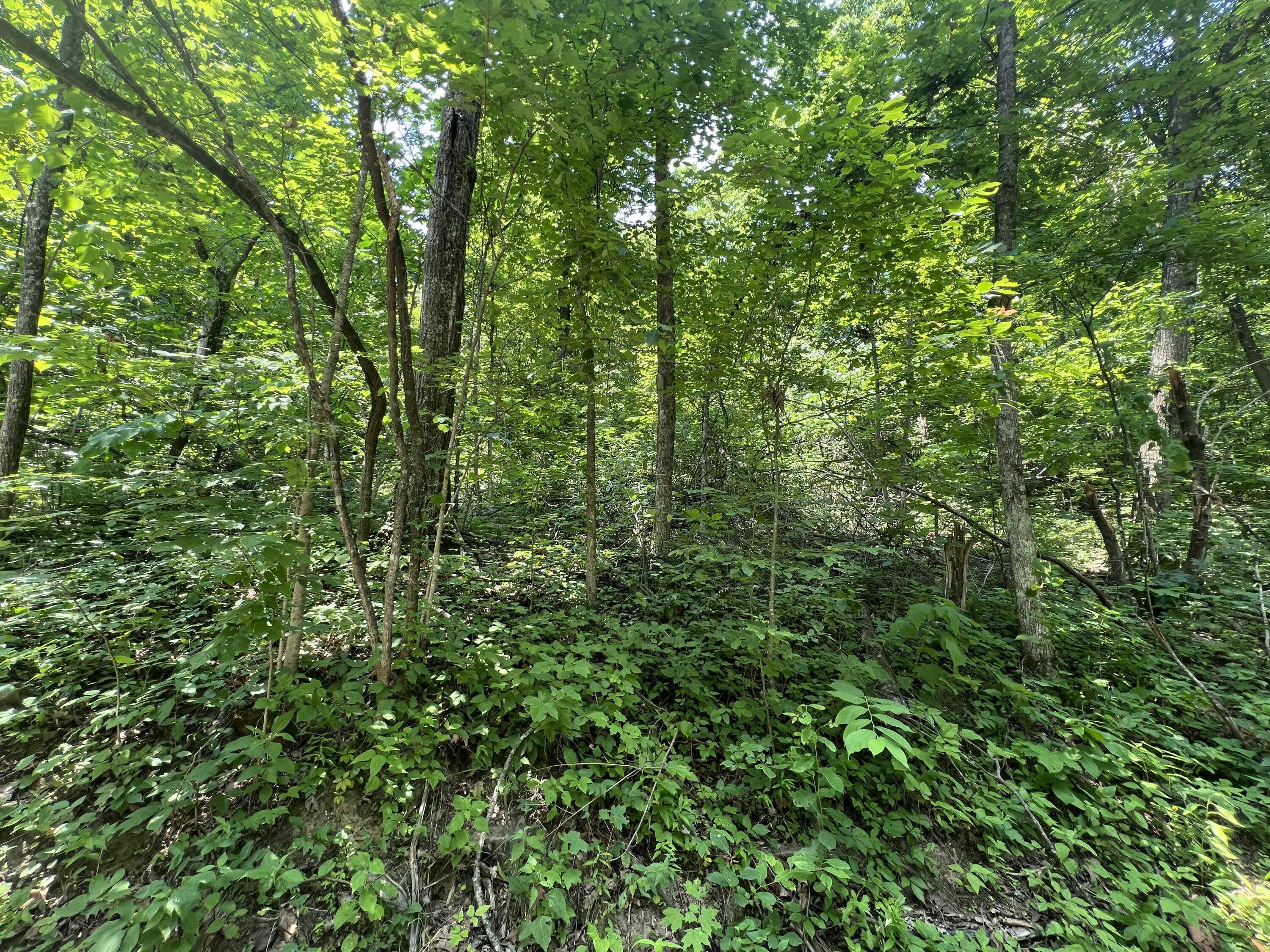 9991 Bar Creek Road Manchester, KY 40962 - Photo 6 of 16 IMG_2367