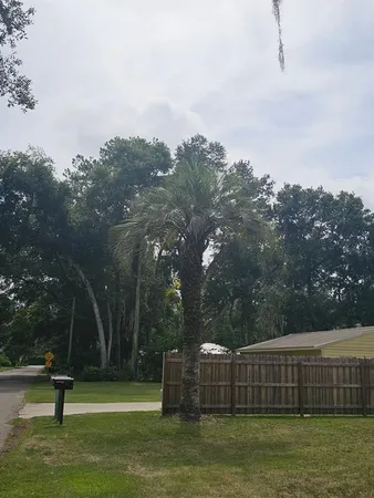 a view of a park with large trees