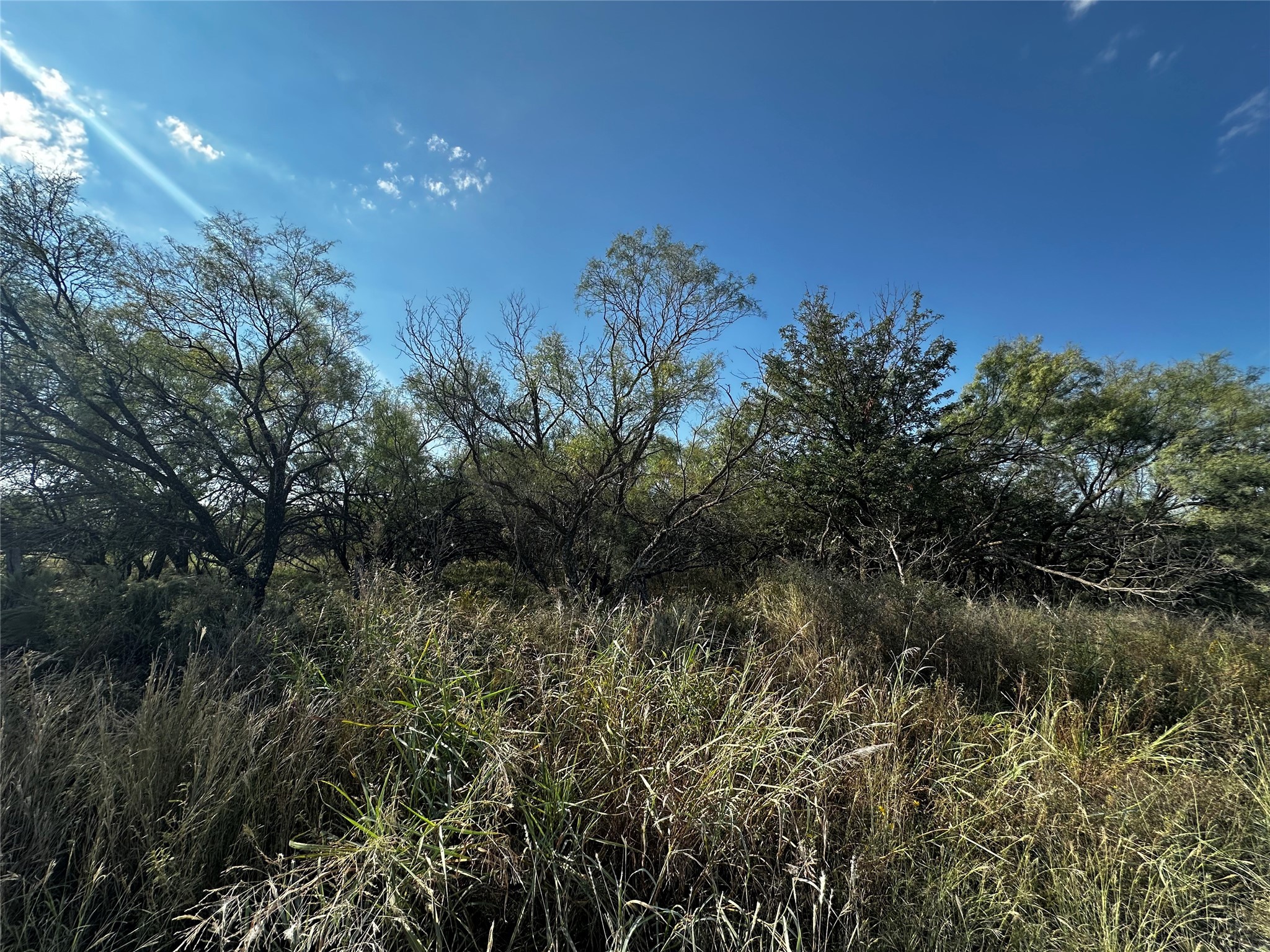 a view of a plants in middle of the green field