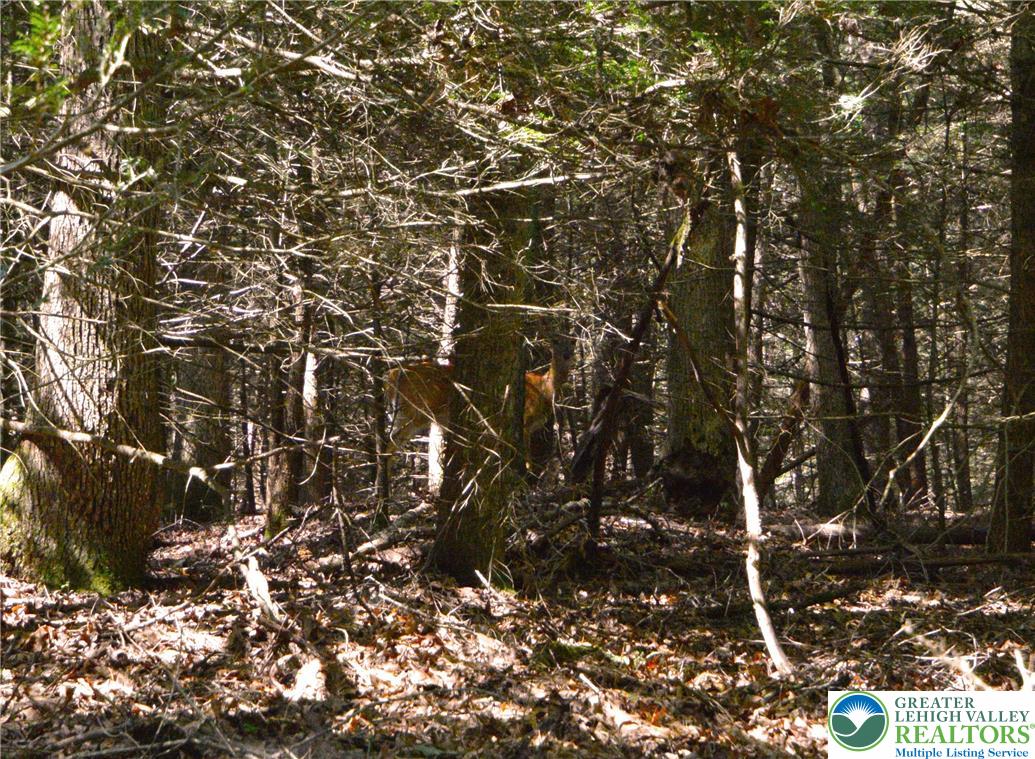 North Church And Buck Mountain Road Weatherly, PA 18255 - Photo 7 of 7 a picture of tree