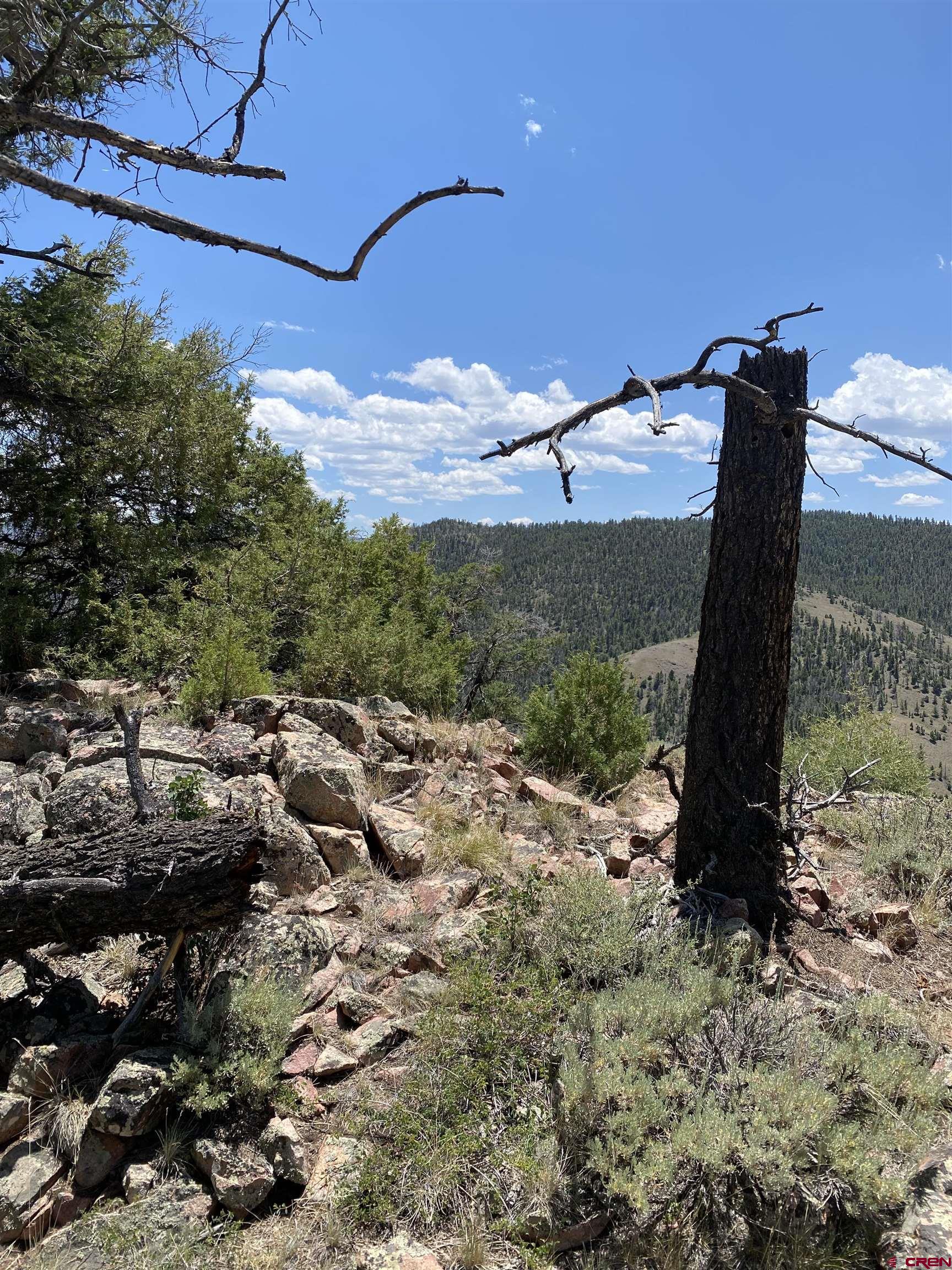 Tbd Tbd Goose Creek Road Gunnison, CO 81230 - Photo 13 of 17 a view of a tree in a yard