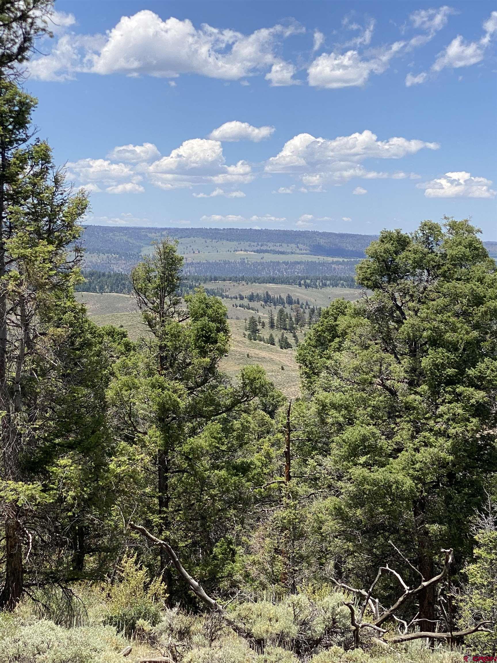 Tbd Tbd Goose Creek Road Gunnison, CO 81230 - Photo 7 of 17 a view of a yard