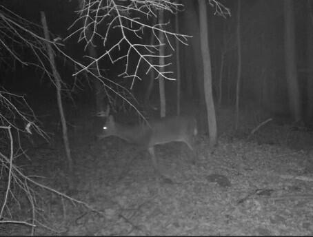195 Hog Hill Road Dixmont, ME 04932 - Photo 5 of 5 deer