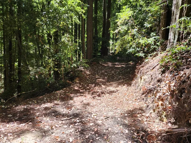 a view of a forest with trees