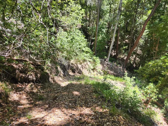 a view of a tree in a yard