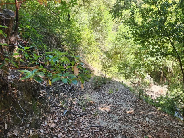 a view of a yard with a tree