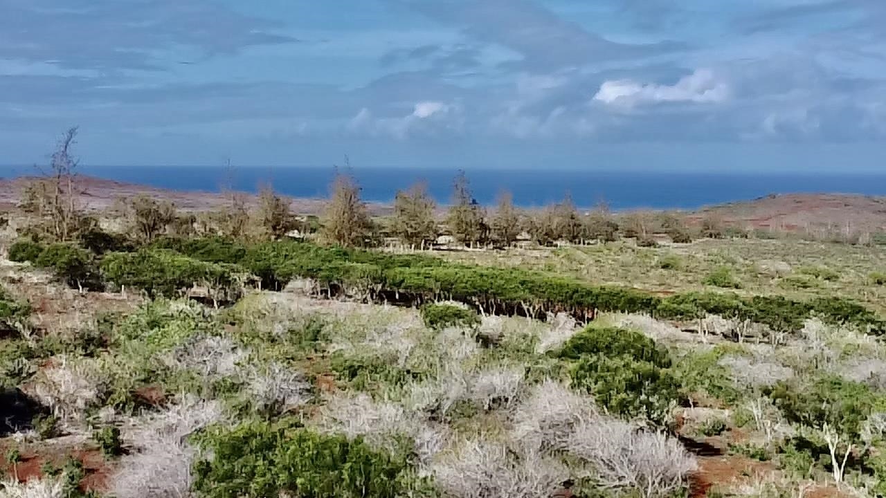 a view of a bunch of trees in a field