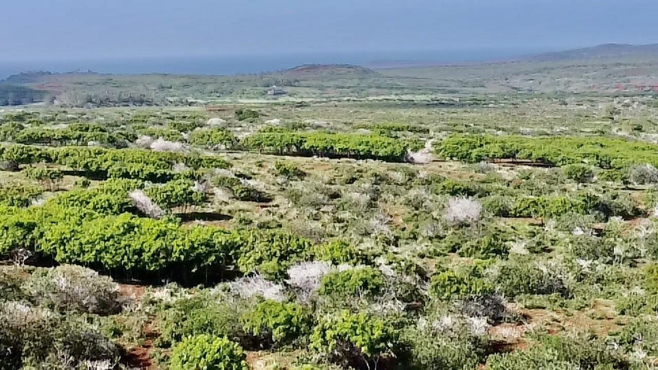 0 Kalua Koi Road, Unit 47 Maunaloa, HI 96770 - Photo 2 of 18 a view of a field with an ocean