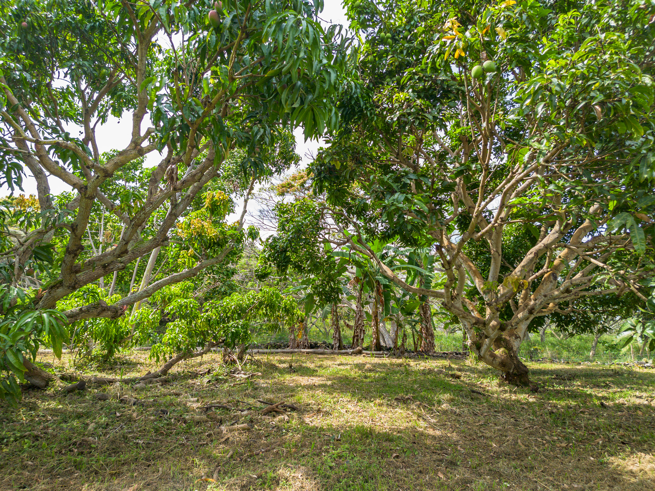 86-4190 Hookena Beach Road Captain Cook, HI 96704 - Photo 20 of 30 a view of yard with trees