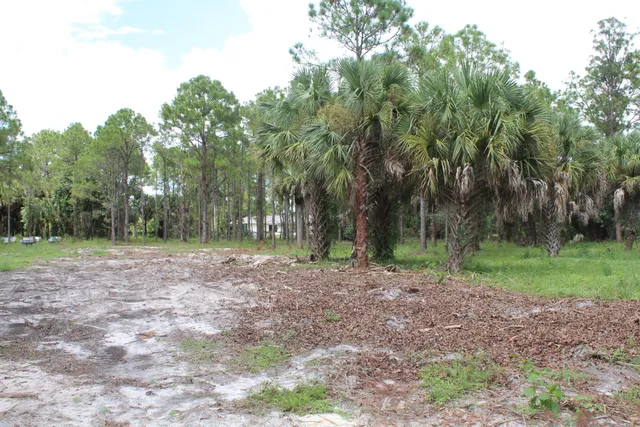 a view of a backyard with trees
