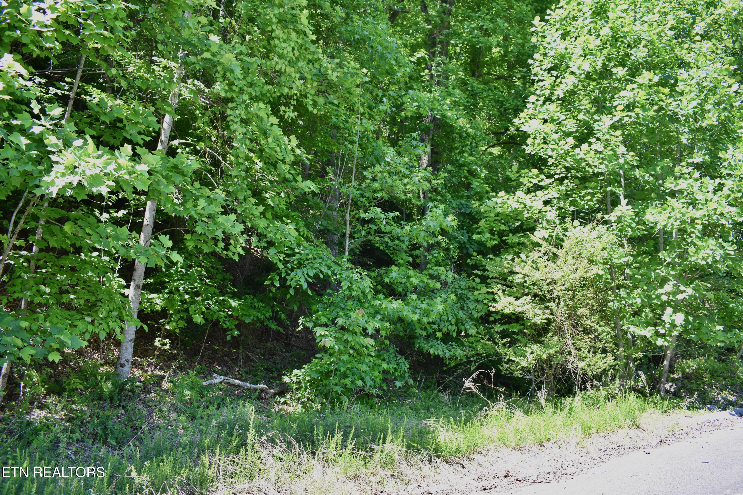 0 Flint Ridge Road Rockwood, TN 37854 - Photo 20 of 37 DSC_0654